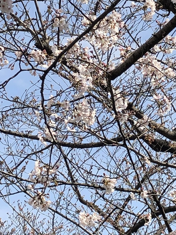 隅田公園　桜